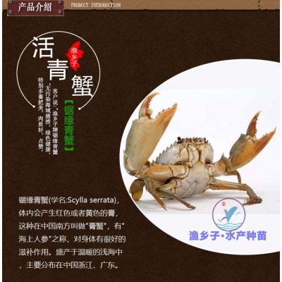 螃蟹蟹鲜活 肉蟹大青蟹醉螃蟹大酱肉蟹泥蟹大青蟹每只4两以图3