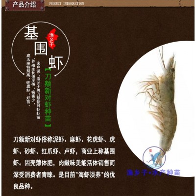 刀额新对虾苗 砂虾苗 麻虾苗 泥虾苗 虾苗 对虾苗 虾苗基围虾苗图3