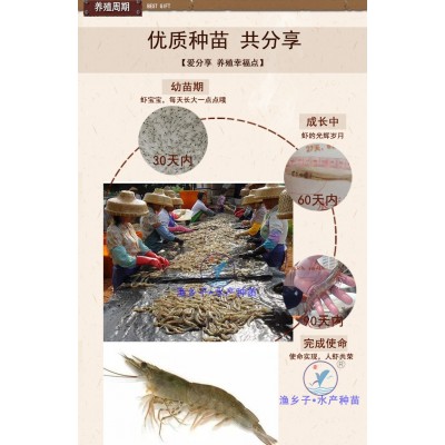 刀额新对虾苗 砂虾苗 麻虾苗 泥虾苗 虾苗 对虾苗 虾苗基围虾苗图5