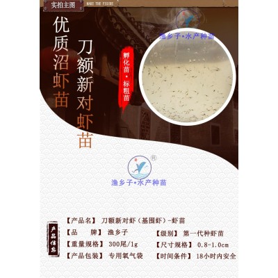 刀额新对虾苗 砂虾苗 麻虾苗 泥虾苗 虾苗 对虾苗 虾苗基围虾苗图4