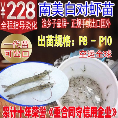 白对虾苗 虾苗 南美白对虾苗增殖放流苗基围虾苗淡化苗淡水虾苗图2