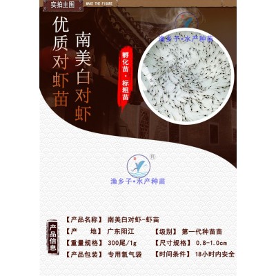 白对虾苗 虾苗 南美白对虾苗增殖放流苗基围虾苗淡化苗淡水虾苗图5