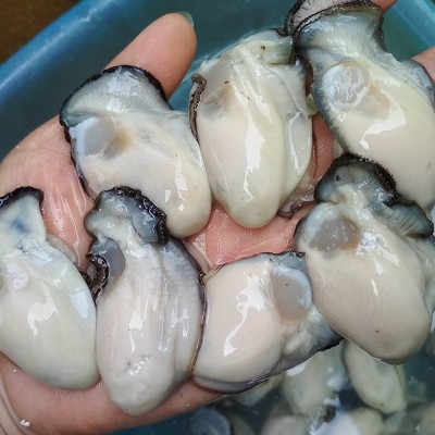 生蚝肉 鲜活现剥生蚝 去壳无沙海蛎牡蛎肉罐装500g餐厅食材图4