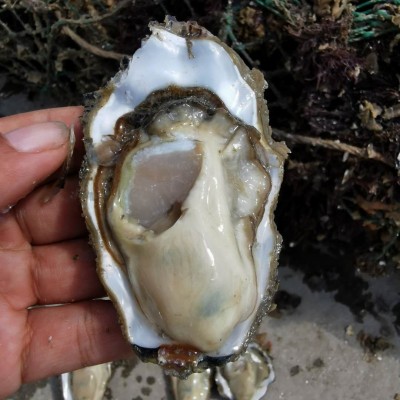 生蚝鲜活批发原产地一手货源山东海鲜水产新鲜生蚝肉牡蛎图4