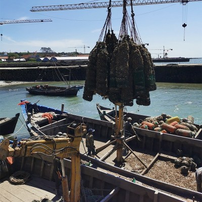 生蚝鲜活批发原产地一手货源山东海鲜水产新鲜生蚝肉牡蛎图3