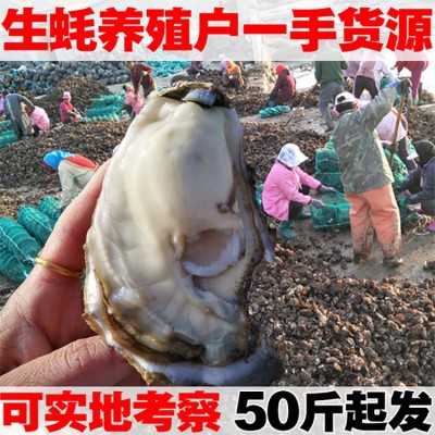 生蚝鲜活批发原产地一手货源山东海鲜水产新鲜生蚝肉牡蛎图2
