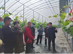 向“新”提“质” 青岛农业科技下乡启动仪式举行