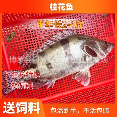 【低价供应】桂花鱼苗 水产养殖鳜鱼苗 淡水翘嘴桂花苗 桂鱼鱼苗图4