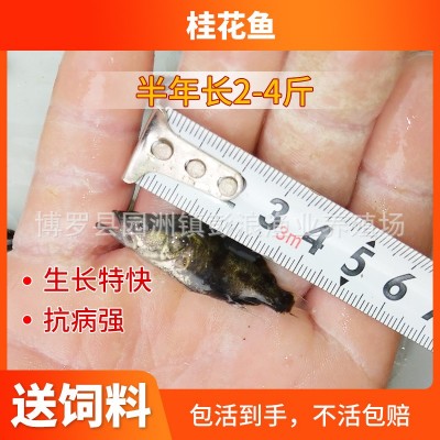 【低价供应】桂花鱼苗 水产养殖鳜鱼苗 淡水翘嘴桂花苗 桂鱼鱼苗图2