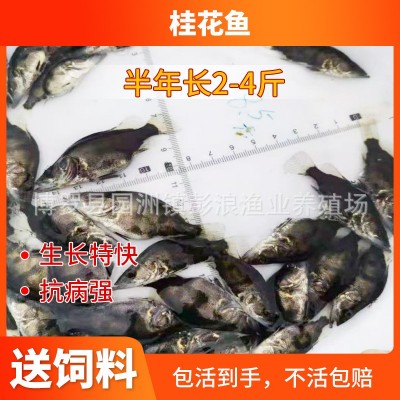 【低价供应】桂花鱼苗 水产养殖鳜鱼苗 淡水翘嘴桂花苗 桂鱼鱼苗图5