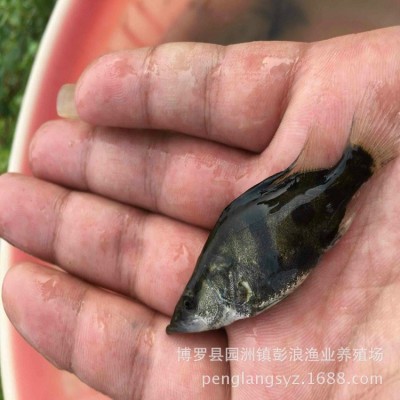 【低价供应】桂花鱼苗 水产养殖鳜鱼苗 淡水翘嘴桂花苗 桂鱼鱼苗图3