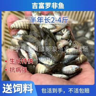 青宝路罗非苗 罗非鱼苗 奥尼罗非鱼苗 海南一号 新吉富罗非苗图3