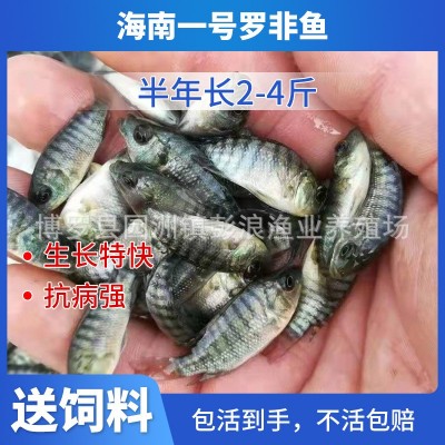 青宝路罗非苗 罗非鱼苗 奥尼罗非鱼苗 海南一号 新吉富罗非苗图5