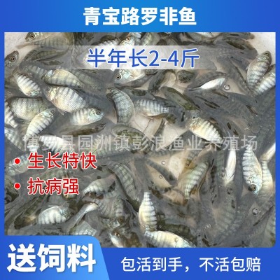 青宝路罗非苗 罗非鱼苗 奥尼罗非鱼苗 海南一号 新吉富罗非苗图2