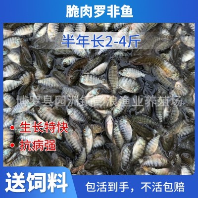 青宝路罗非苗 罗非鱼苗 奥尼罗非鱼苗 海南一号 新吉富罗非苗图4