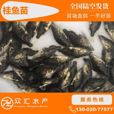 桂鱼苗 桂花鱼苗 翘嘴鳜鱼苗 斑鳜鱼苗淡水养殖鱼苗活体 批发图3