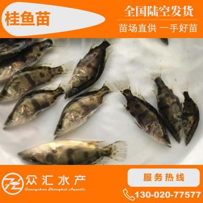 桂鱼苗 桂花鱼苗 翘嘴鳜鱼苗 斑鳜鱼苗淡水养殖鱼苗活体 批发图5