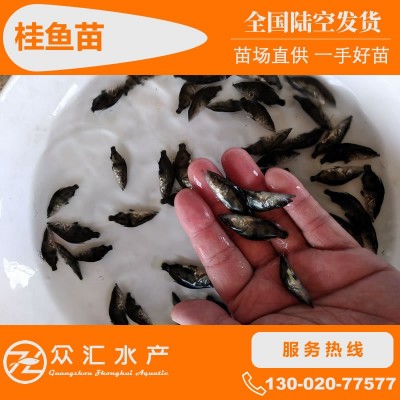 桂鱼苗 桂花鱼苗 翘嘴鳜鱼苗 斑鳜鱼苗淡水养殖鱼苗活体 批发图4