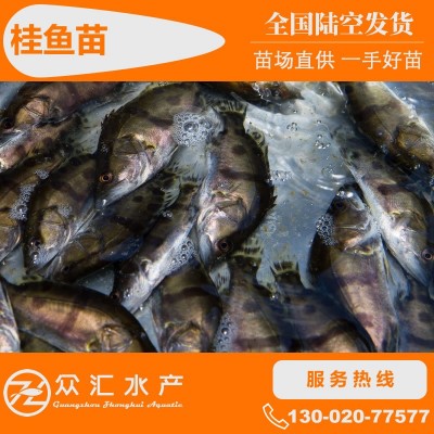 桂鱼苗 桂花鱼苗 翘嘴鳜鱼苗 斑鳜鱼苗淡水养殖鱼苗活体 批发图2