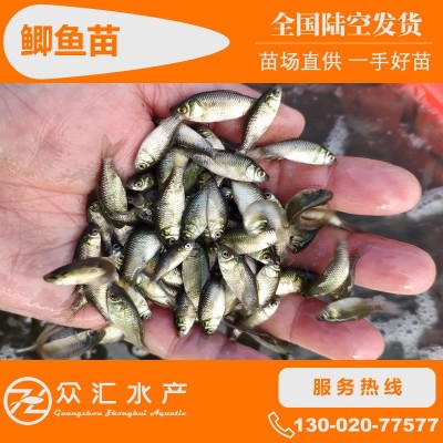 鲫鱼苗 湘云鲫 中科5号 工程鲫鱼苗 高背白鲫苗 高产杂交鲫鱼图3