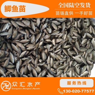 鲫鱼苗 湘云鲫 中科5号 工程鲫鱼苗 高背白鲫苗 高产杂交鲫鱼图5