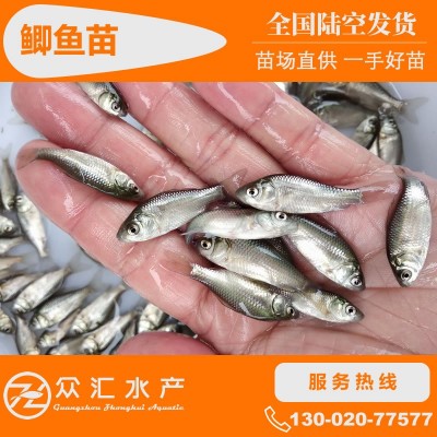 鲫鱼苗 湘云鲫 中科5号 工程鲫鱼苗 高背白鲫苗 高产杂交鲫鱼图2