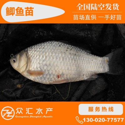 鲫鱼苗 湘云鲫 中科5号 工程鲫鱼苗 高背白鲫苗 高产杂交鲫鱼图4