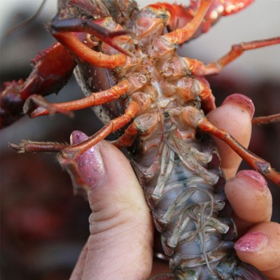 批发人工繁殖杂交小龙虾青虾种苗鲜活水产养殖种虾幼苗基地直销图2