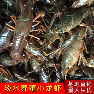 批发人工繁殖杂交小龙虾青虾种苗鲜活水产养殖种虾幼苗基地直销图4