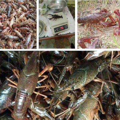 批发人工繁殖杂交小龙虾青虾种苗鲜活水产养殖种虾幼苗基地直销图3