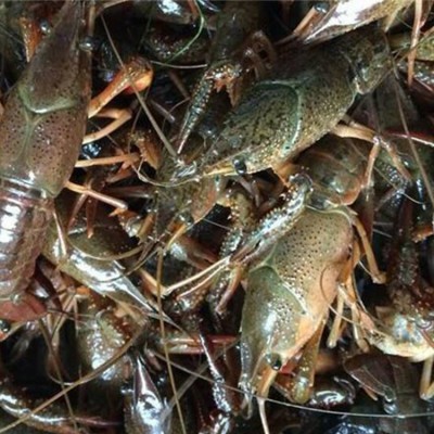 批发人工繁殖杂交小龙虾青虾种苗鲜活水产养殖种虾幼苗基地直销图5