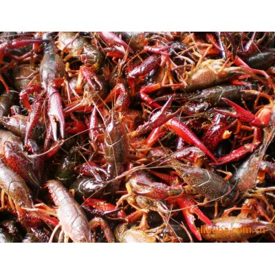批发淡水小龙虾苗 虾种苗活体养殖虾苗种虾苗种虾繁殖 高成活率