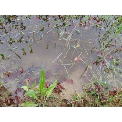 批发淡水小龙虾苗 虾种苗活体养殖虾苗种虾苗种虾繁殖 高成活率图4