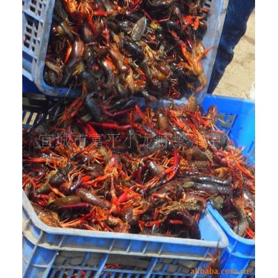 批发淡水小龙虾苗 虾种苗活体养殖虾苗种虾苗种虾繁殖 高成活率图3