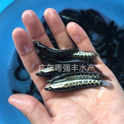 生鱼苗批发 淡水鱼苗出售 黑鱼苗批发 淡水鱼苗养殖图3
