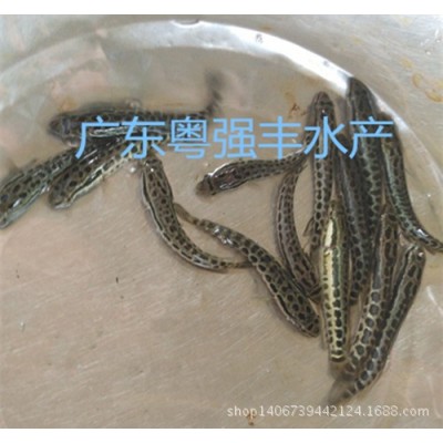 生鱼苗批发 淡水鱼苗出售 黑鱼苗批发 淡水鱼苗养殖图4