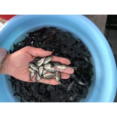 全雄性罗非鱼苗出售 3-4cm福寿鱼苗供应 淡水罗非鱼苗活体批发图3