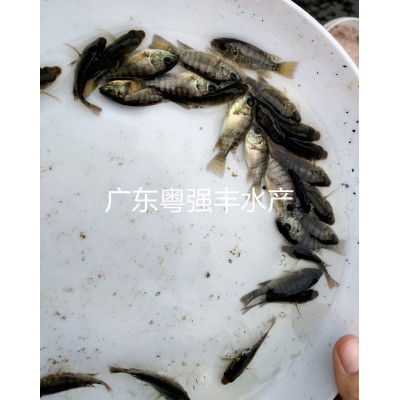 全雄性罗非鱼苗出售 3-4cm福寿鱼苗供应 淡水罗非鱼苗活体批发图5