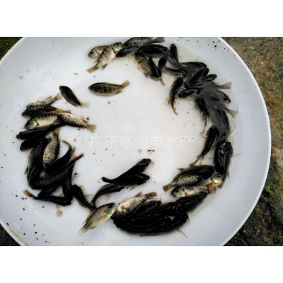 全雄性罗非鱼苗出售 3-4cm福寿鱼苗供应 淡水罗非鱼苗活体批发图4