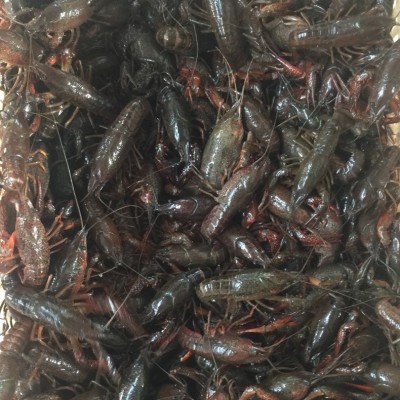 专业销售 湖北小龙虾 德炎小龙虾 麻辣小龙虾原料全国发货图2