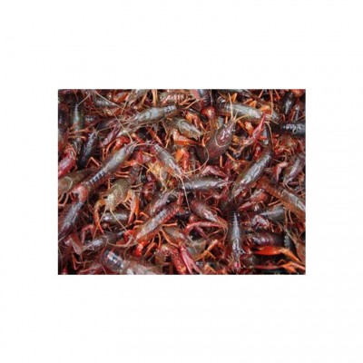 专业销售 湖北小龙虾 德炎小龙虾 麻辣小龙虾原料全国发货图4