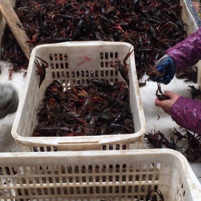 现货供应 潜江小龙虾 湖北小龙虾 鲜活 小龙虾批发图3