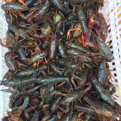 现货供应 潜江小龙虾 湖北小龙虾 鲜活 小龙虾批发图2