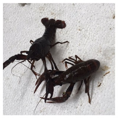 现货供应 潜江小龙虾 湖北小龙虾 鲜活 小龙虾批发图4