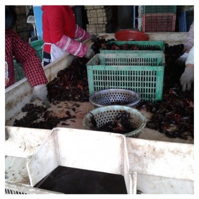 现货供应 潜江小龙虾 湖北小龙虾 鲜活 小龙虾批发图5