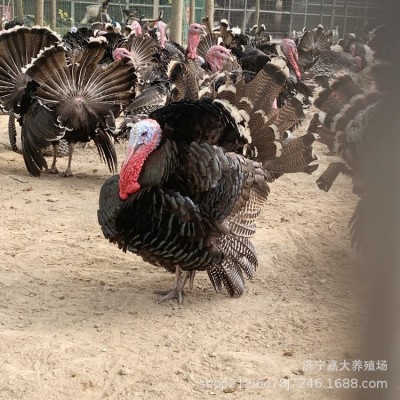 小鸡苗活体青铜火鸡苗另有贝蒂娜火鸡苗贵妃鸡苗珍珠鸡苗黑脚土鸡图5
