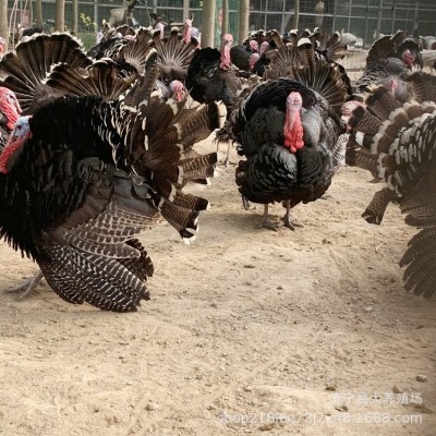小鸡苗活体青铜火鸡苗另有贝蒂娜火鸡苗贵妃鸡苗珍珠鸡苗黑脚土鸡图3