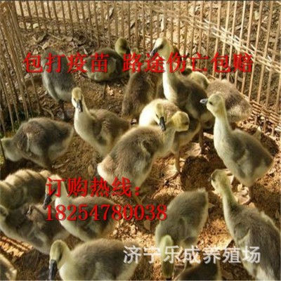 批发狮头鹅苗 白狮头鹅成活率高 狮头鹅种苗多少钱 买十送二图2