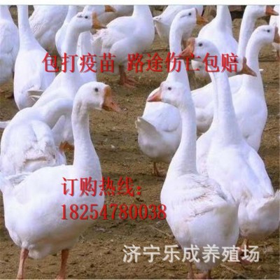 批发狮头鹅苗 白狮头鹅成活率高 狮头鹅种苗多少钱 买十送二图3