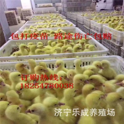 批发狮头鹅苗 白狮头鹅成活率高 狮头鹅种苗多少钱 买十送二图4